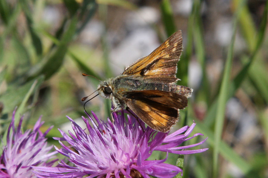 Hesperia comma?